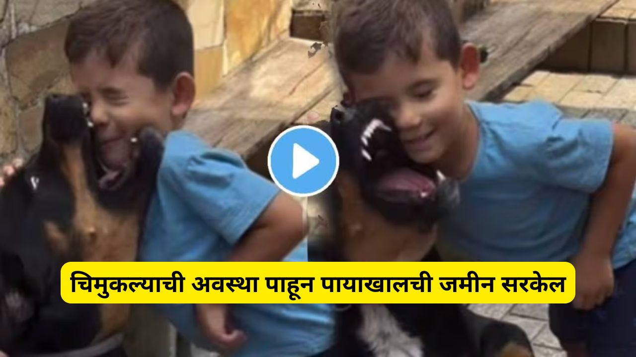 dog attack on little boy viral video